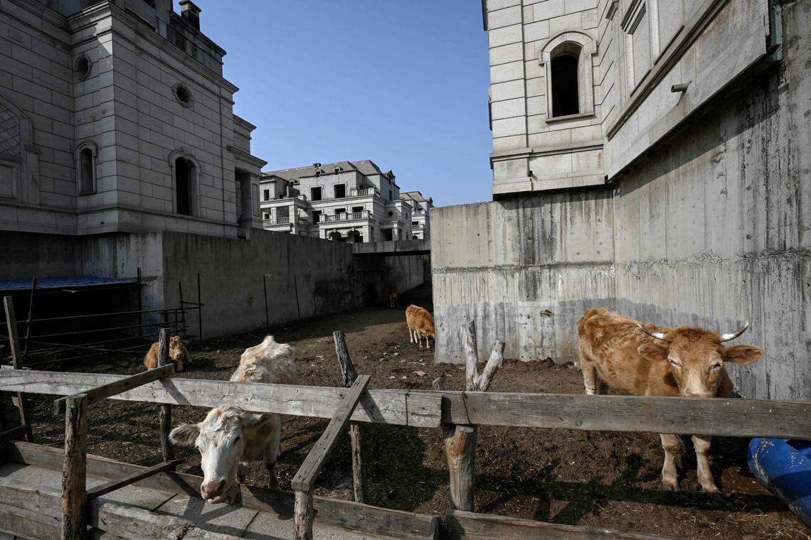 中国东北部辽宁省沉阳市郊区一个未建完的废弃别墅区,成了牛群徘徊之处。中国房地产市场过去20年高速发展,但房源过剩也导致市场瘫痪。图摄于2023年3月31日。(法新社)