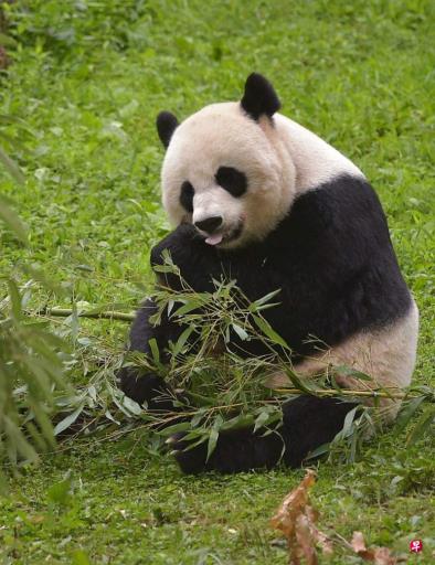 旅美大熊猫受虐待传言再掀中国民间反美情绪