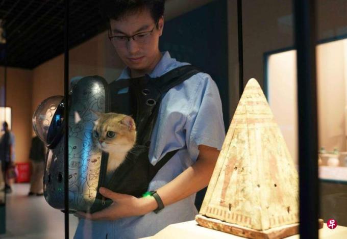 全球首创 上海博物馆办首场观众携猫看展活动