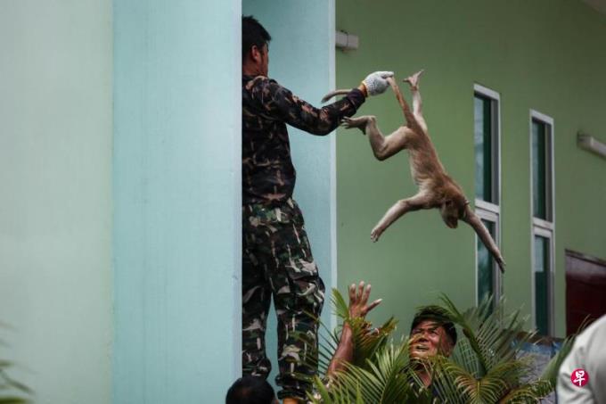 数百只猴子逃脱肆虐 泰国警方躲警局避难