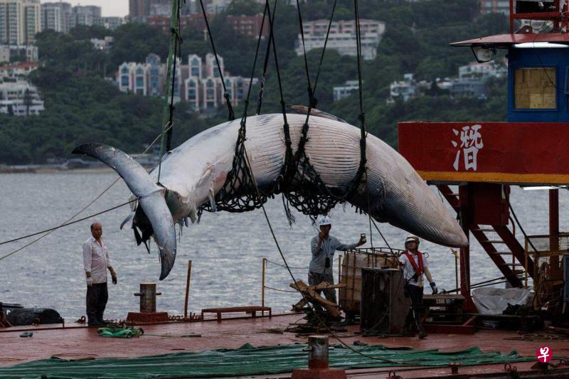 港专家:死亡鲸鱼身上伤口或由船只造成