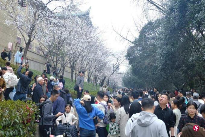 武汉大学发布赏樱政策 公众需预约入校