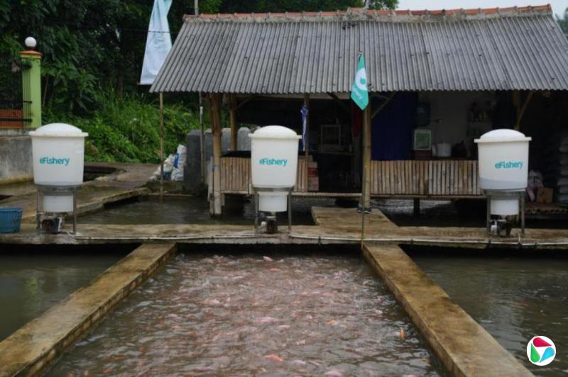 �������� ӡ��eFishery�����˺���������
